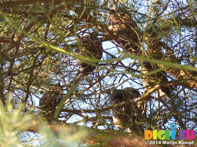 FZ011115 Six Long-eared owls (Asio otus) in tree